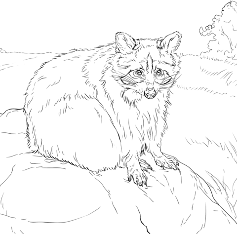 Sitting Raccoon Coloring Page